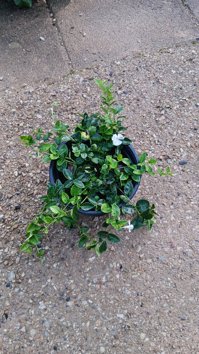 Vinca minor 'Alba' (Periwinkle)