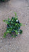 Vinca minor 'Alba' (Periwinkle)