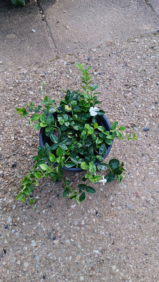 Vinca minor 'Alba' (Periwinkle)