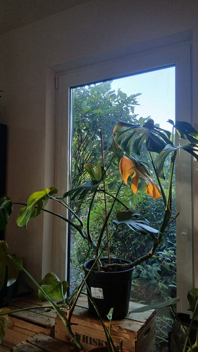Monstera deliciosa (Swiss Cheese Plant)