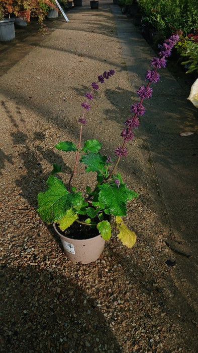 Salvia verticillata 'Purple Rain'