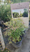 Nandina domestica (Heavenly Bamboo)