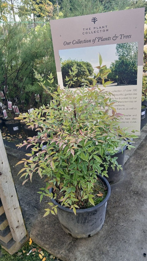 Nandina domestica (Heavenly Bamboo)