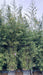 Phyllostachys aurea (Golden Bamboo)