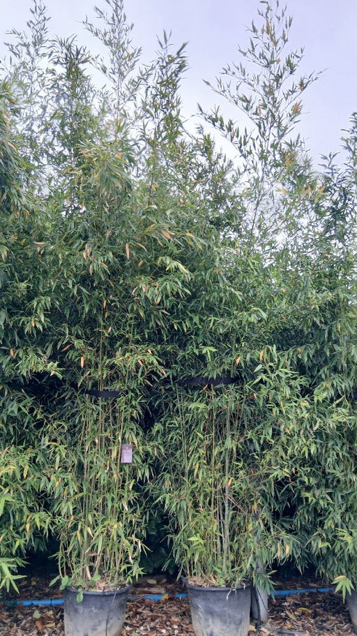 Phyllostachys aurea (Golden Bamboo)