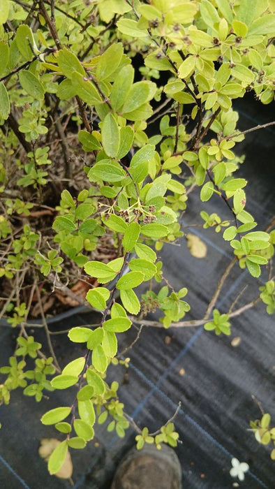 Spiraea nipponica 'Snowmound'