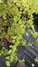 Spiraea nipponica 'Snowmound'