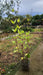 Silphium perfoliatum (Cup Plant)