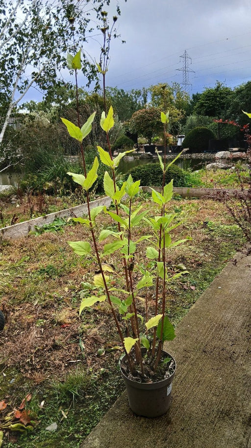 Silphium perfoliatum (Cup Plant)