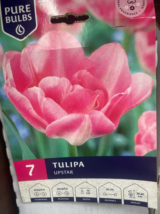 Tulipa 'Upstar'