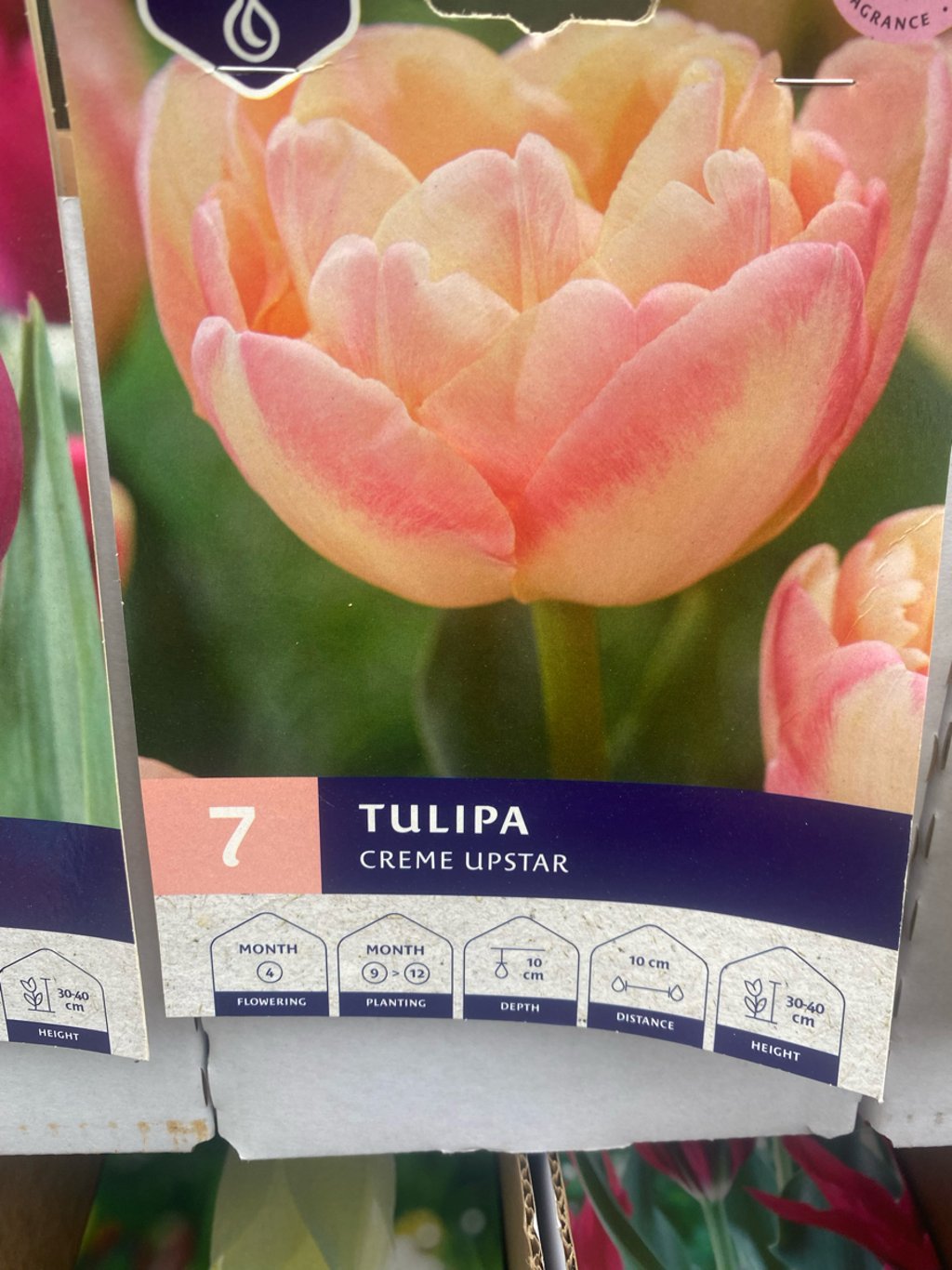 Bulbs