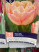 Tulipa 'Creme Upstar'