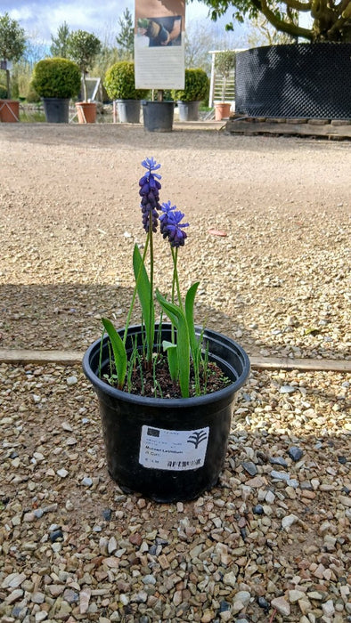 Muscari latifolium (Grape Hyacinth)