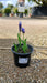 Muscari latifolium (Grape Hyacinth)