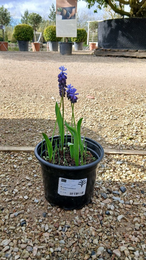Muscari latifolium (Grape Hyacinth)