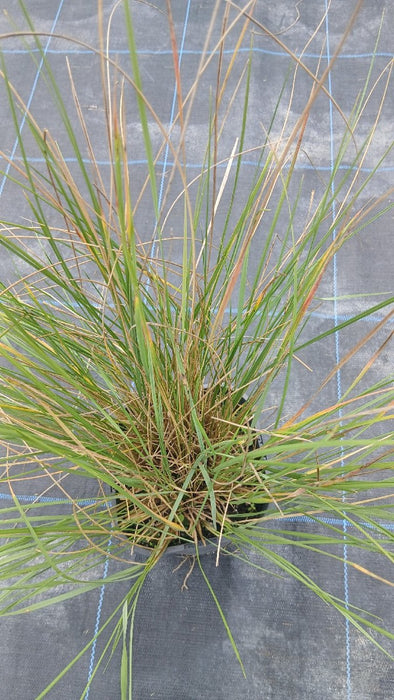 Stipa gigantea (Giant Oat Grass)