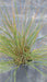 Stipa gigantea (Giant Oat Grass)