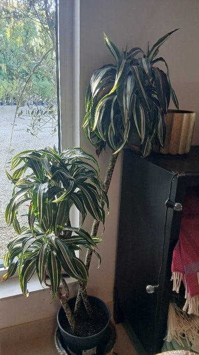 Dracaena fragrans 'Compacta Jade Jewel'