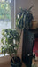 Dracaena fragrans 'Compacta Jade Jewel'