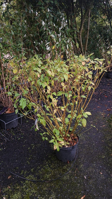Cornus sericea 'Flaviramea' (Yellow-Stemmed Dogwood)