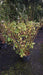 Cornus sericea 'Flaviramea' (Yellow-Stemmed Dogwood)