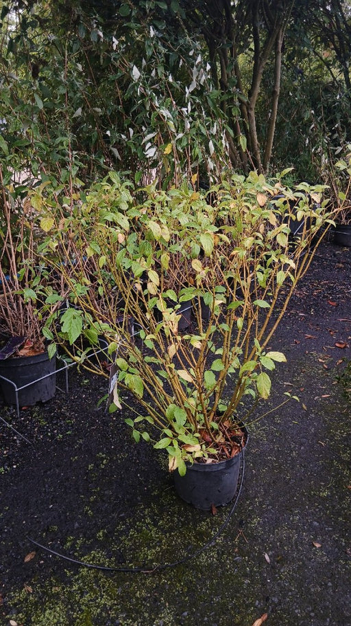 Cornus sericea 'Flaviramea' (Yellow-Stemmed Dogwood)