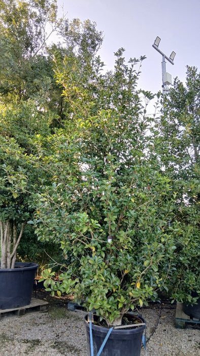 Osmanthus aquifolium