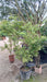 Acer palmatum 'Sangokaku' (Coral Bark Maple)