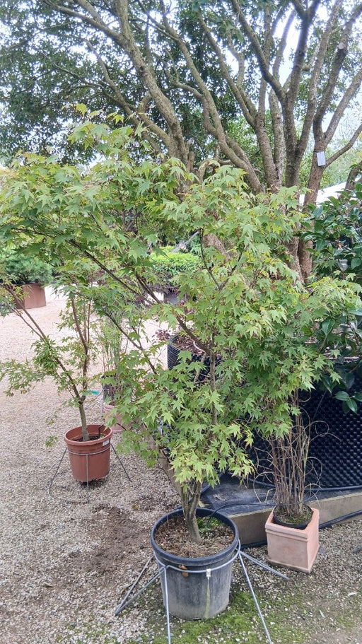 Acer palmatum 'Sangokaku' (Coral Bark Maple)
