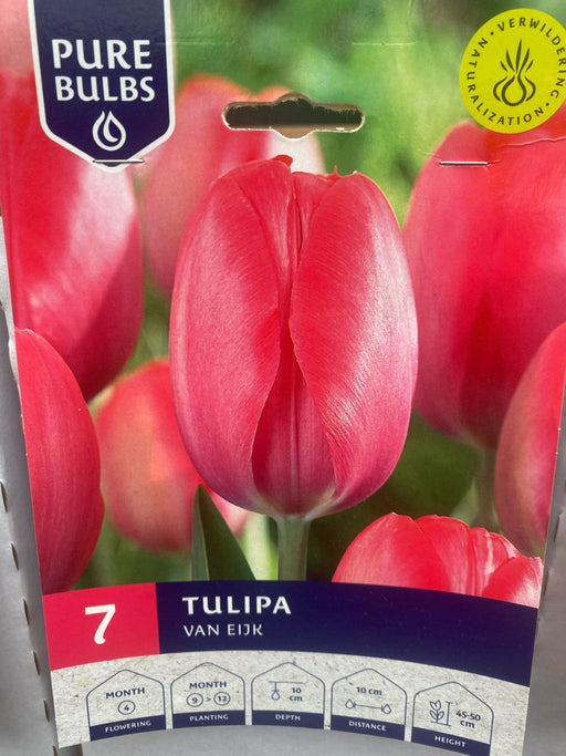 Tulipa 'Van Eijk'
