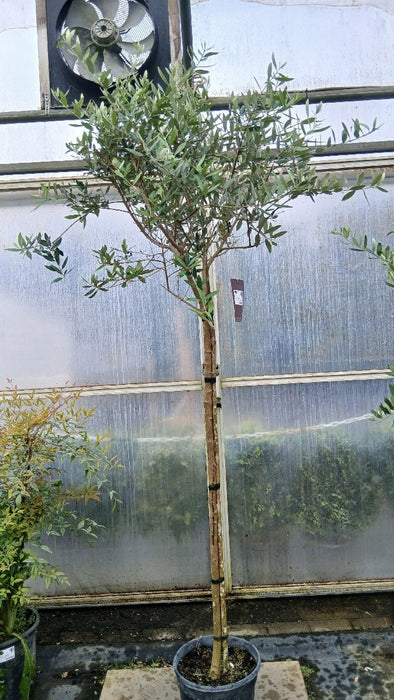 Olea europaea 'Leccino' (Olive Tree)