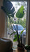 Strelitzia nicolai (Giant Bird of Paradise)