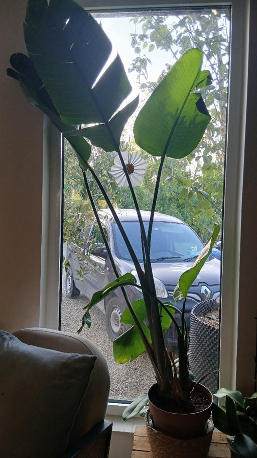 Strelitzia nicolai (Giant Bird of Paradise)