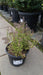 Thymus vulgaris (Common Thyme)
