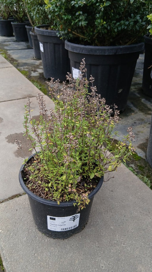 Thymus vulgaris (Common Thyme)