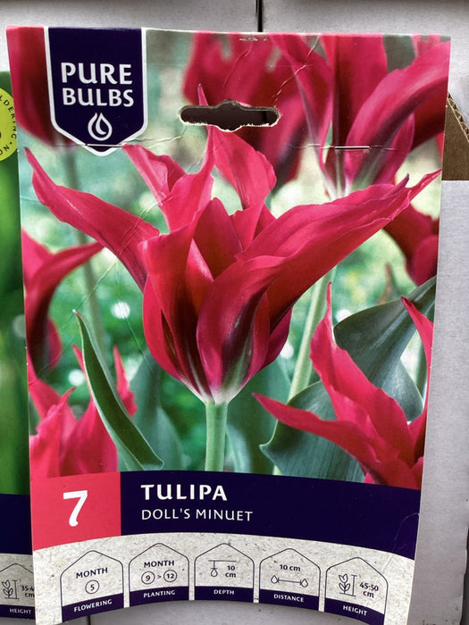 Tulipa 'Doll's Minuet'