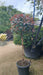 Photinia 'Magical Volcano'