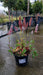Persicaria affinis 'Darjeeling Red'