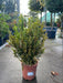 Buxus sempervirens