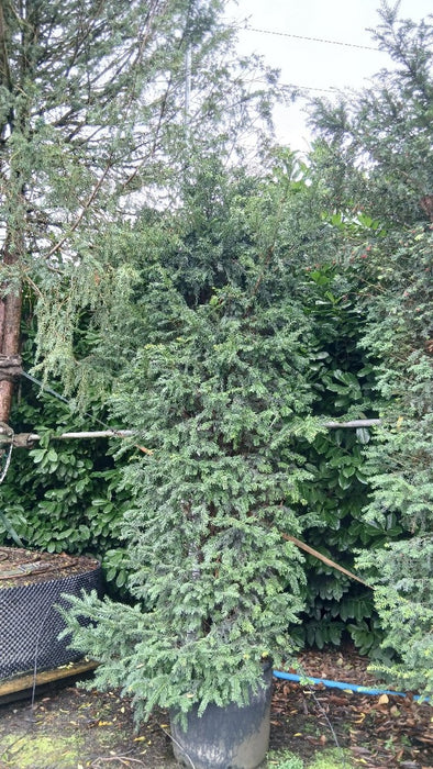 Taxus baccata (Yew)