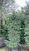 Taxus baccata (Yew)