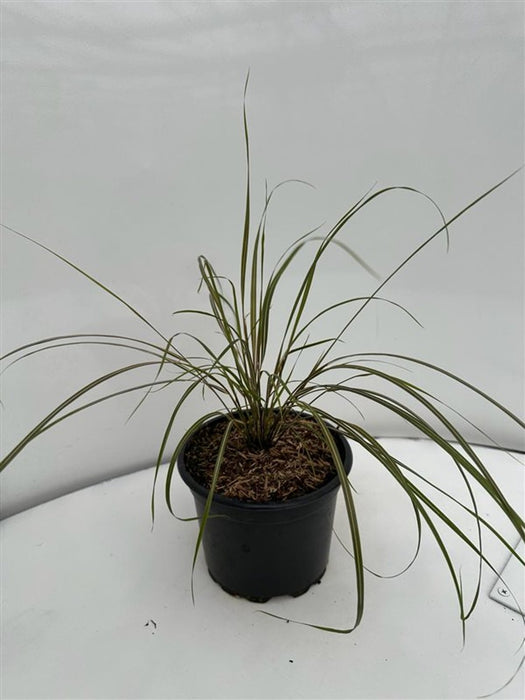 Anemanthele lessoniana (Pheasant's Tail Grass)