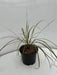 Anemanthele lessoniana (Pheasant's Tail Grass)