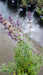 Nepeta 'Six Hills Giant' (Catmint)
