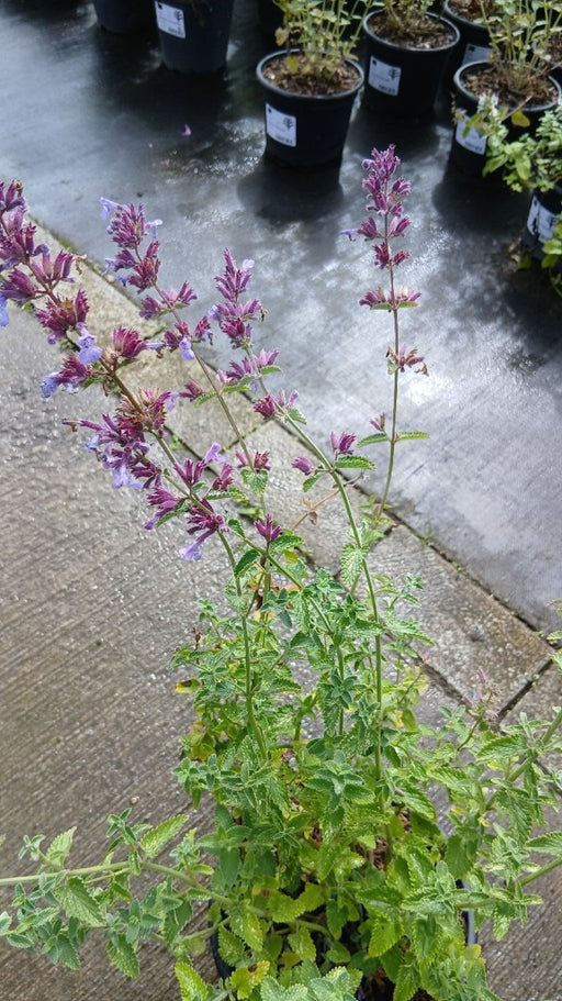 Nepeta 'Six Hills Giant' (Catmint)