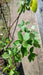 Ceanothus 'Gloire de Versailles'