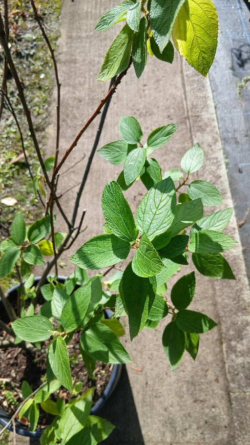 Ceanothus 'Gloire de Versailles'