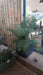 Polystichum braunii (Braun's Holly Fern)