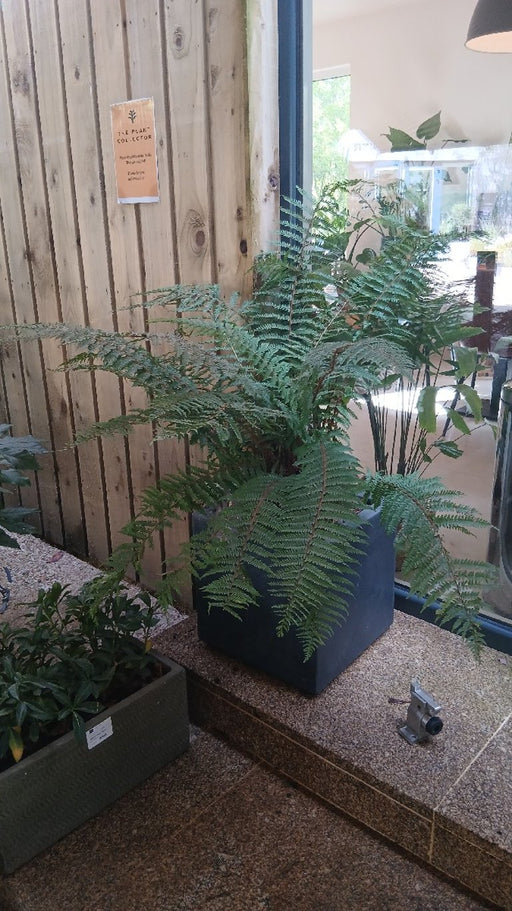 Polystichum braunii (Braun's Holly Fern)