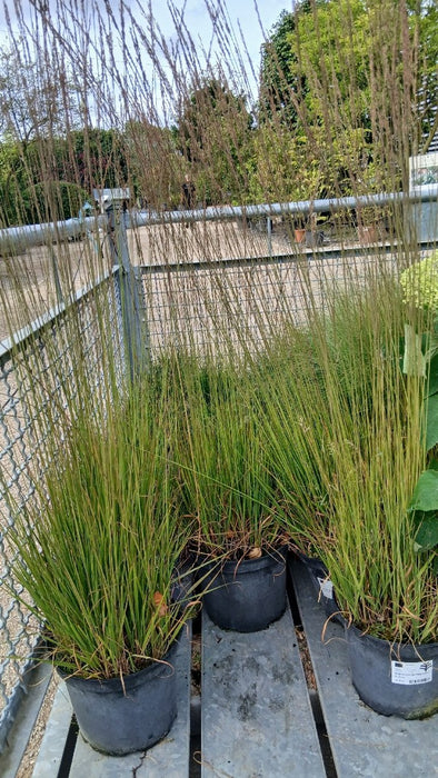 Molinia caerulea 'Heidebraut' (Purple Moor Grass)